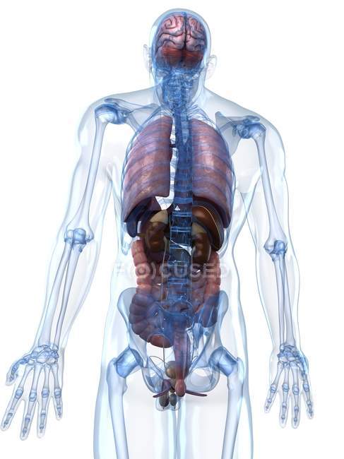 Anatomía masculina adulta - foto de stock