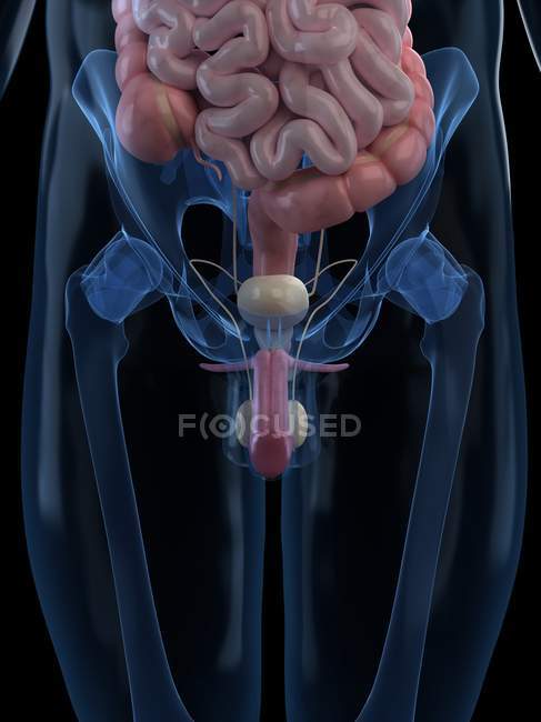 Órganos que comprenden el sistema reproductor masculino - foto de stock