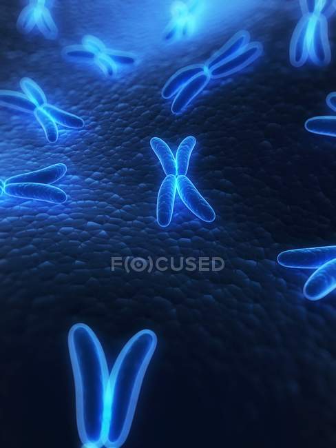 Cromosomas con estructura de cuatro brazos - foto de stock