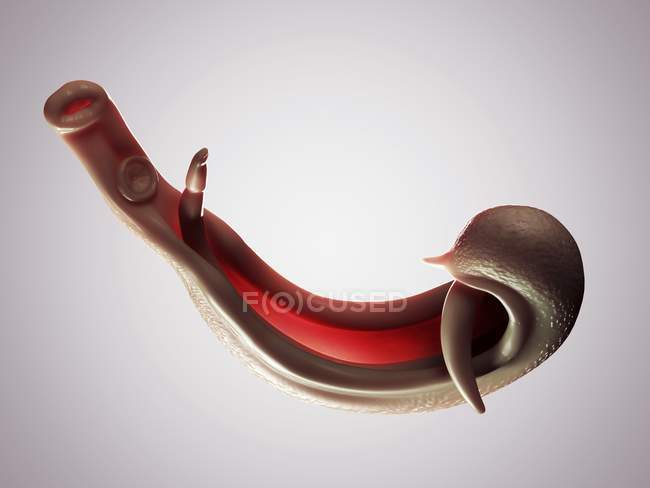 Плоский червь шистосомный флюк — стоковое фото