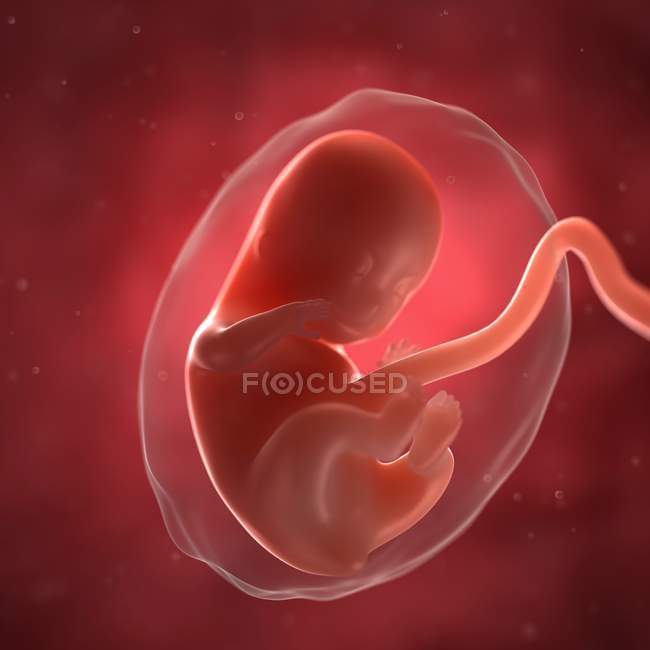 Vista del feto a las 8 semanas - foto de stock
