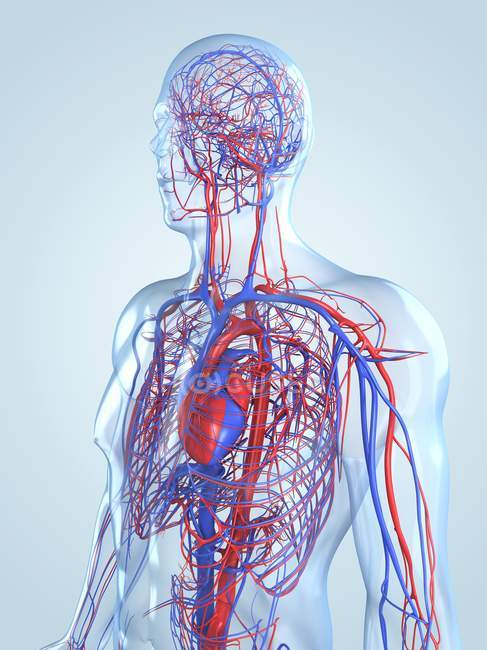 Серцево-судинної системи дорослих — стокове фото