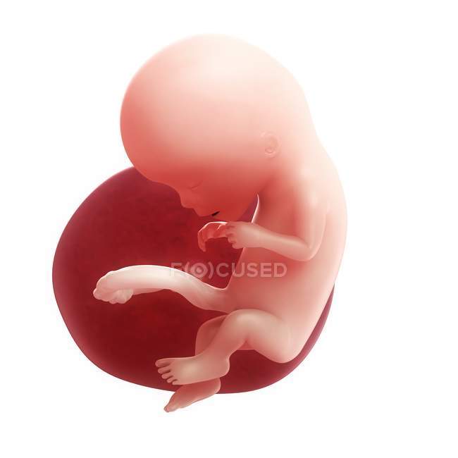 Vue du foetus à 12 semaines — Photo de stock