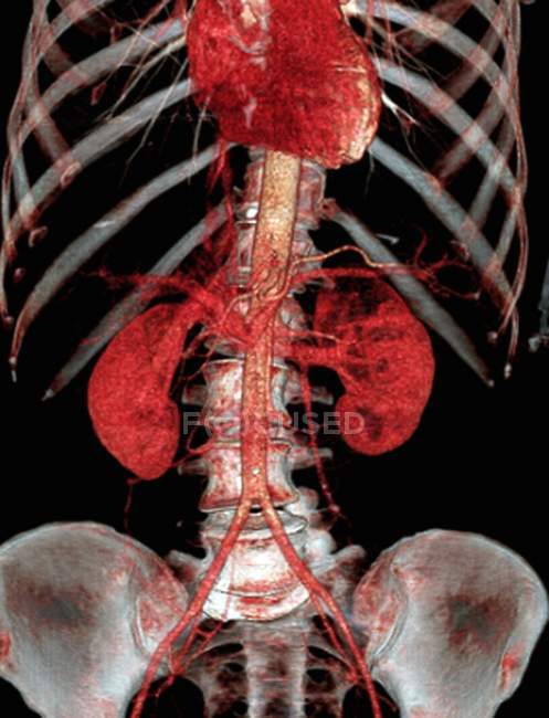 Нормальна і здорова живота Анатомія — стокове фото