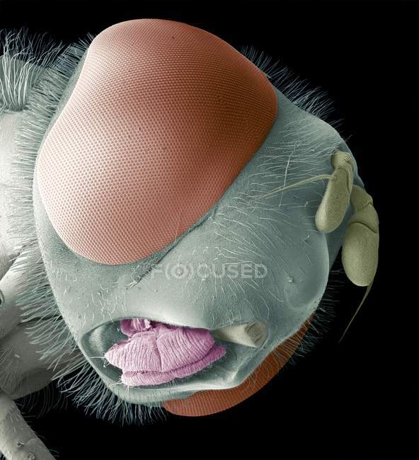Anatomía de la cabeza de mosca - foto de stock