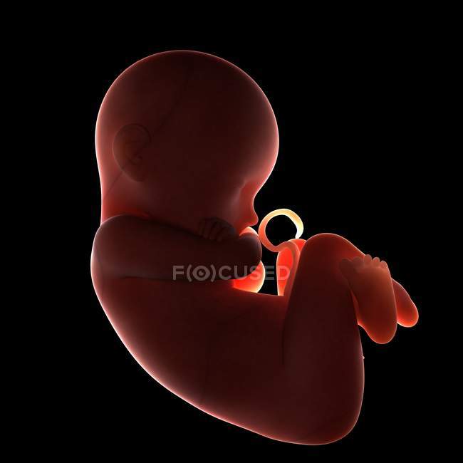 Vista do feto a termo — Fotografia de Stock