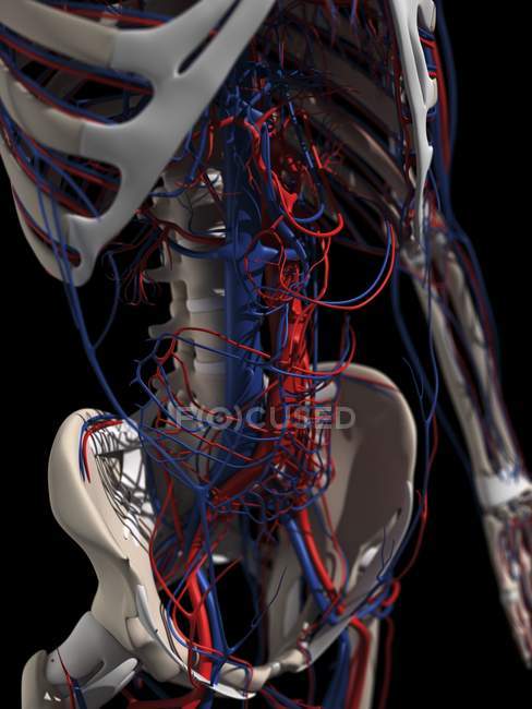 Sistemi scheletrici e cardiovascolari — Foto stock