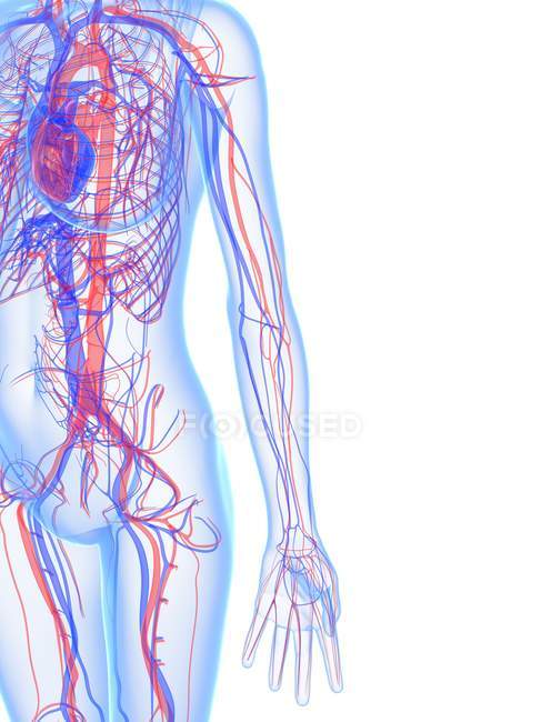 Серцево судинна система дорослої людини — стокове фото