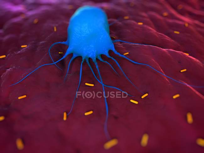 Macrófagos activados atacando bacterias - foto de stock