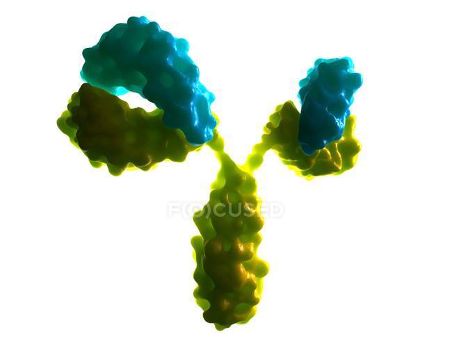 Anticorpo ou moléculas de imunoglobulina — Fotografia de Stock