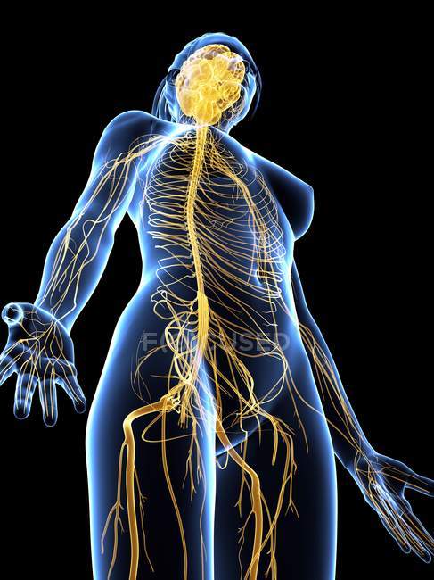 Sistema nervioso central del adulto - foto de stock