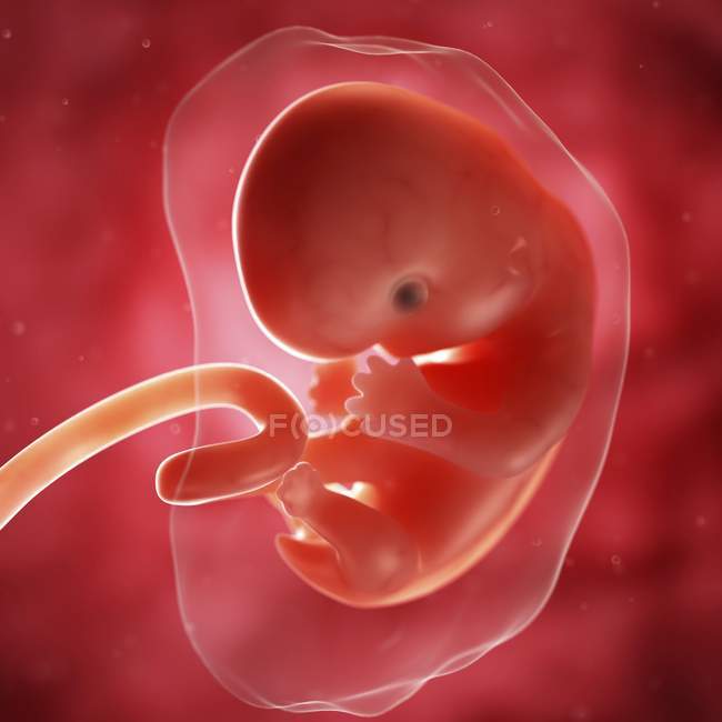 Vista del feto a 7 settimane — Foto stock