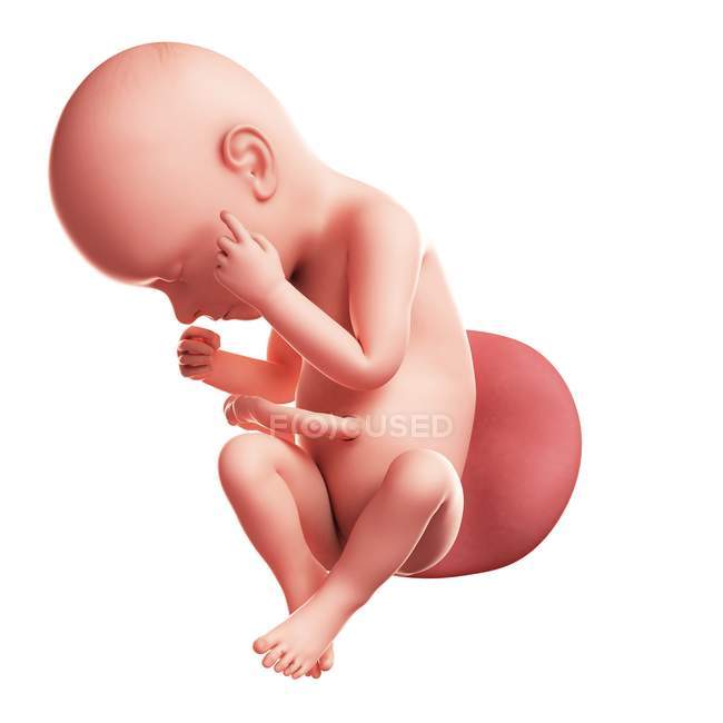 Vista de Fetus às 37 semanas — Fotografia de Stock