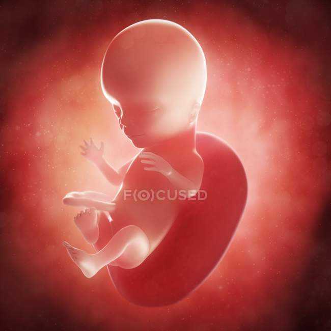 Vista del feto a las 15 semanas - foto de stock