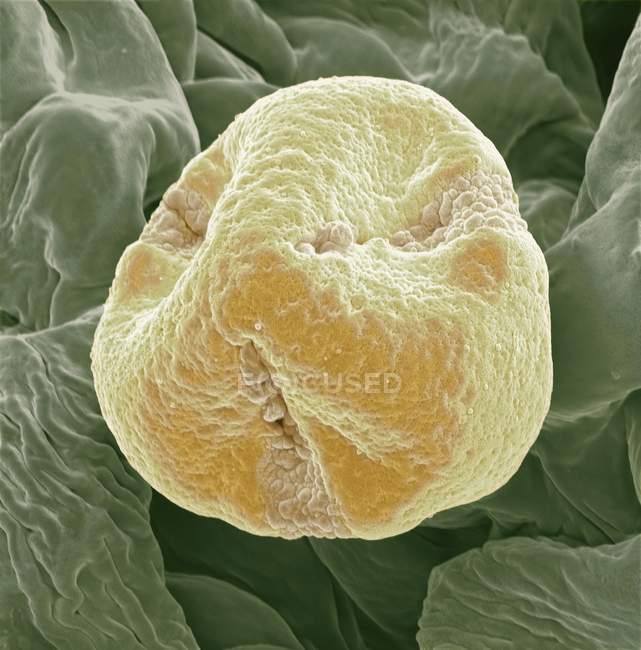 Kiwifrüchte (actinidia deliciosa) Pollenkörner, farbige Rasterelektronenmikroskopie (sem)). — Stockfoto