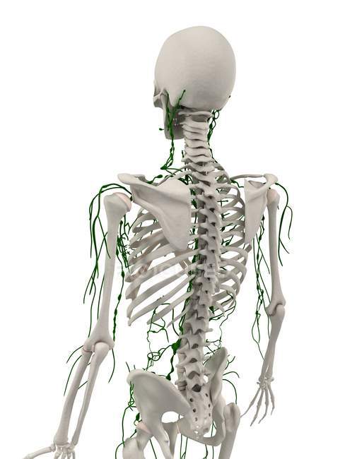 Sistemi linfatici e scheletrici di adulti — Foto stock