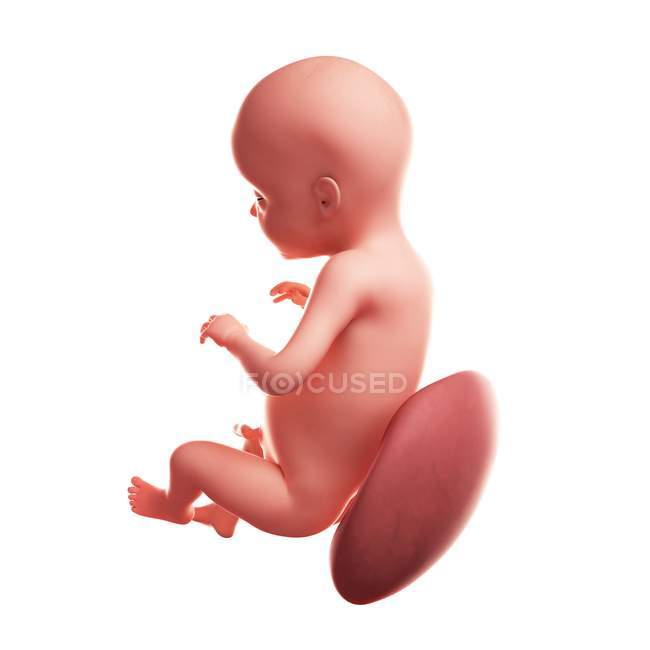 Vue du foetus à 28 semaines — Photo de stock