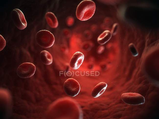 Red blood cells in a blood vessel — Stock Photo