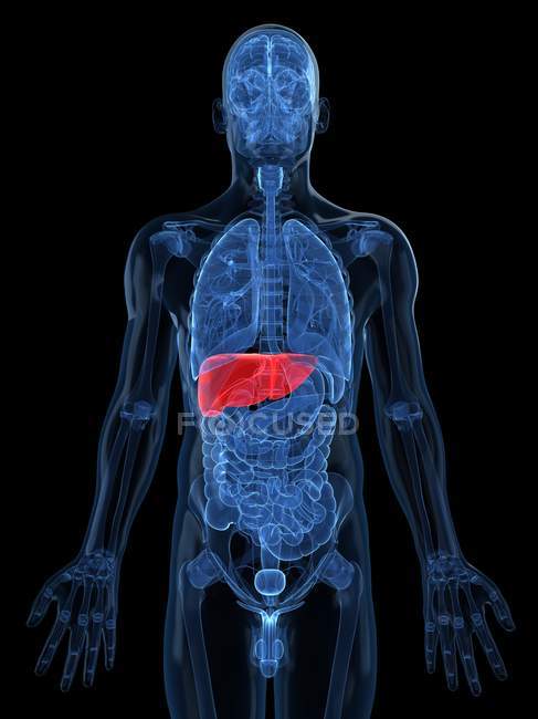 Vista del hígado sano - foto de stock