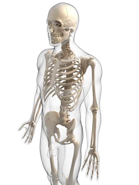 Esqueleto humano con énfasis en la región torácica - foto de stock