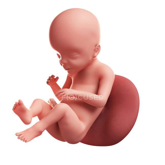 Vista del feto a las 23 semanas - foto de stock