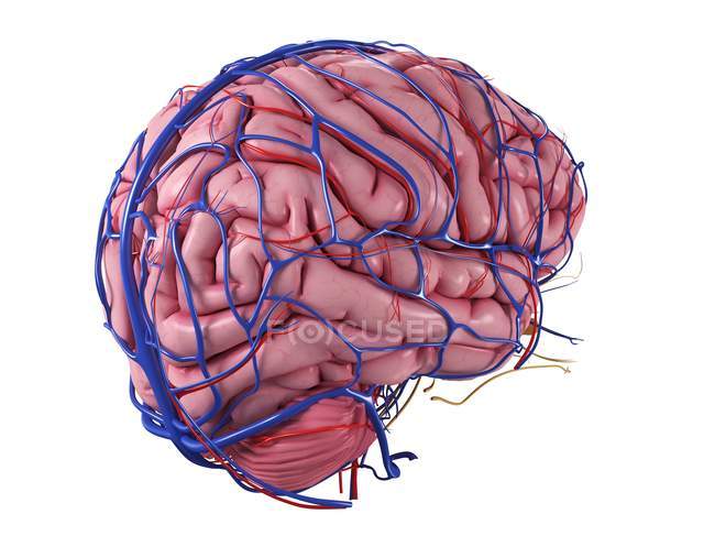 Cerebro humano con red de vasos sanguíneos - foto de stock
