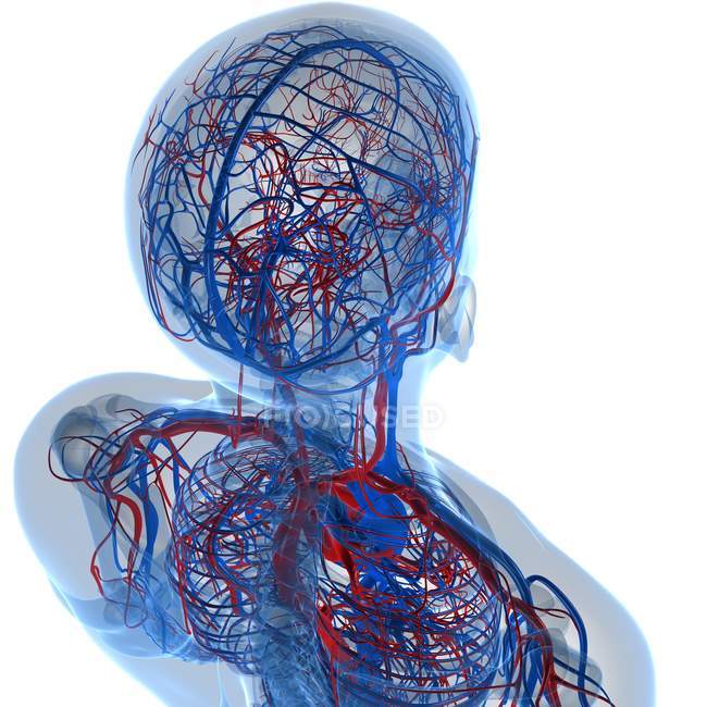 Sistema cardiovascular transporte de nutrientes e oxigênio — Fotografia de Stock