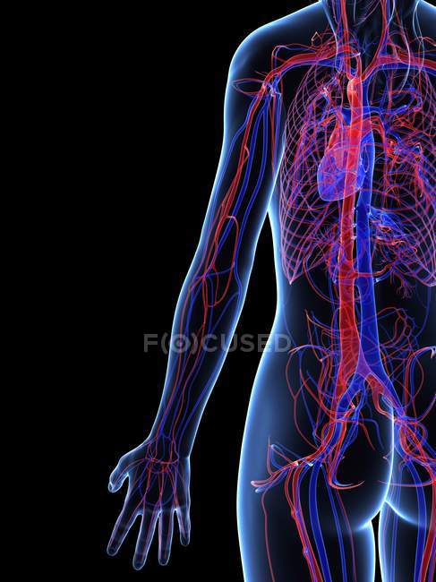 Herz-Kreislauf-System mit Venen und Arterien — Stockfoto