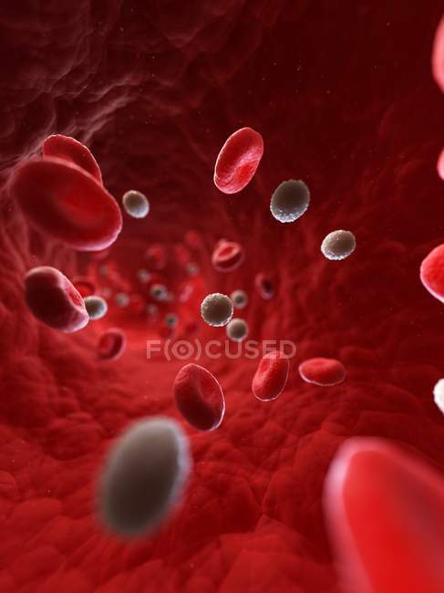Червоні та білі кров'яні тільця — стокове фото