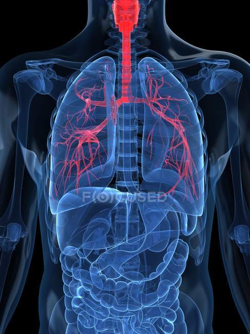 Pulmones y sistema respiratorio - foto de stock