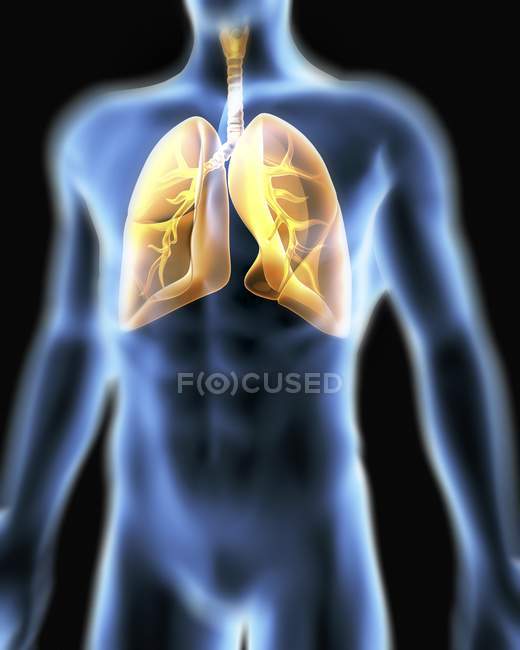 Torso humano y sistema respiratorio - foto de stock
