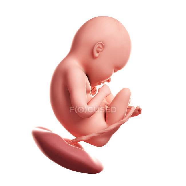 Vista de Fetus às 35 semanas — Fotografia de Stock