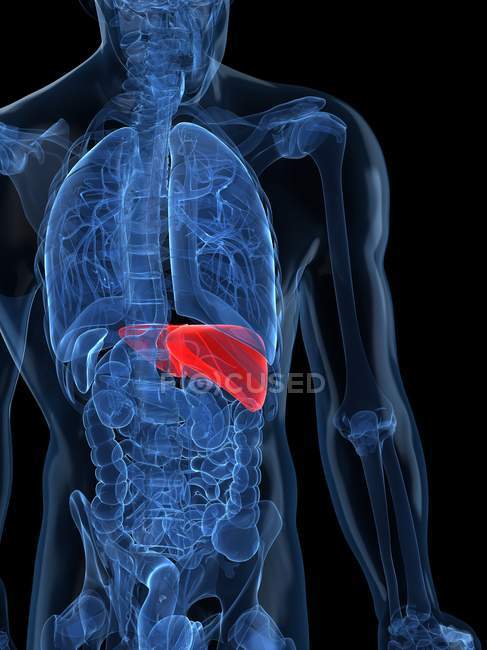 View of Healthy liver — Stock Photo