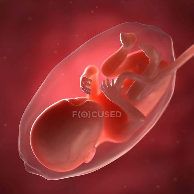 Vue du foetus à 28 semaines — Photo de stock