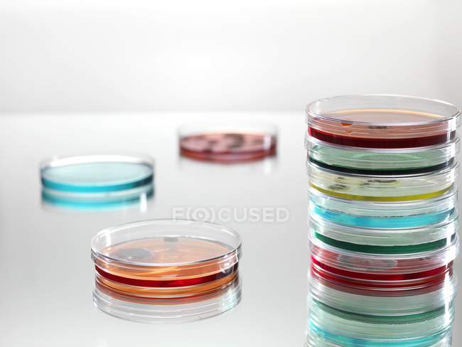 Petrischalen mit bunten Flüssigkeiten für die mikrobiologische Forschung. — Stockfoto
