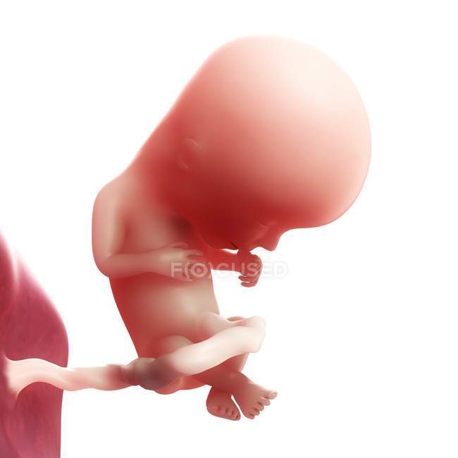 Vista del feto a 13 settimane — Foto stock