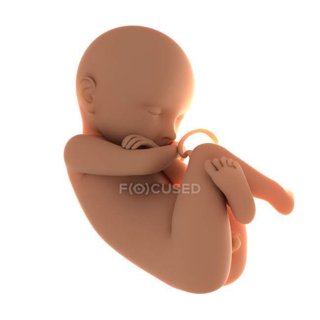 Vista del feto a término - foto de stock