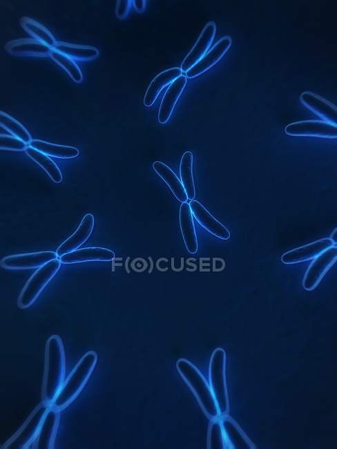 Cromosomas con estructura de cuatro brazos - foto de stock