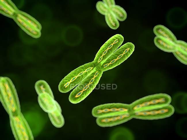 Cromossomas durante a divisão celular — Fotografia de Stock