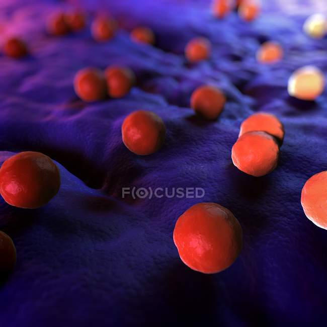 Bacterial infection of tissue lining — Stock Photo