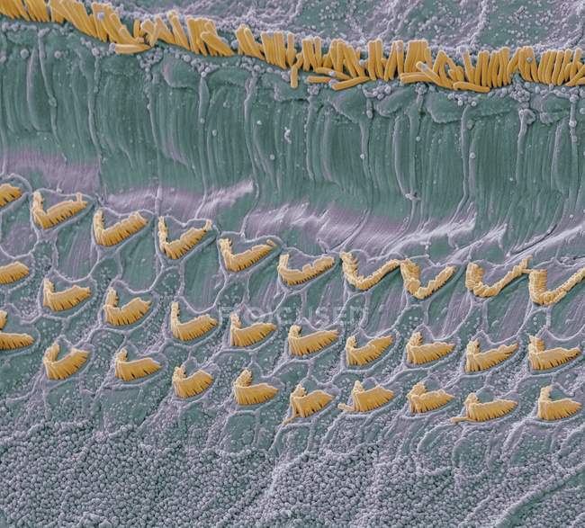 Micrografía electrónica de barrido de color (SEM) vista de la superficie superior del órgano de Corti en la cóclea del oído interno . - foto de stock
