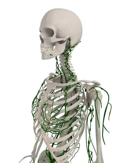 Systèmes lymphatiques et squelettiques de l'adulte — Photo de stock