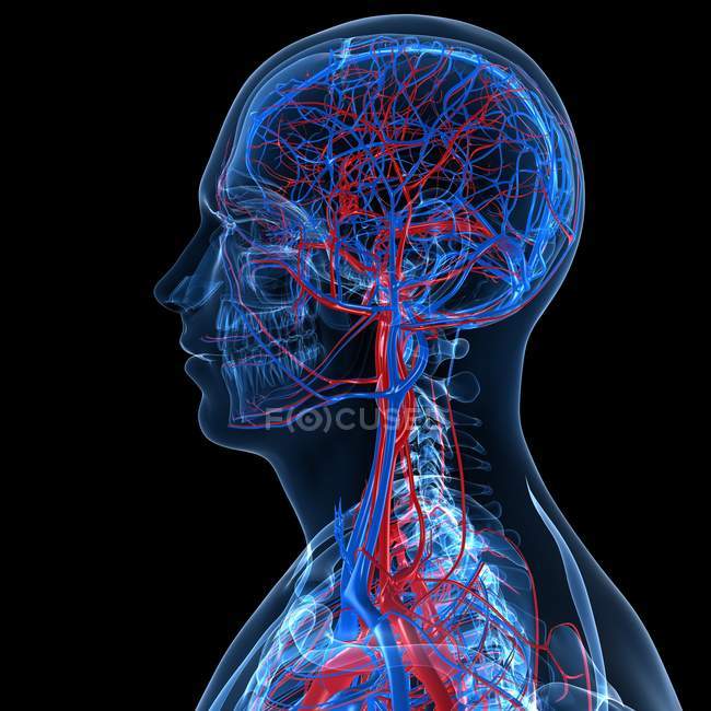 Мережа кровопостачання голови людини — стокове фото