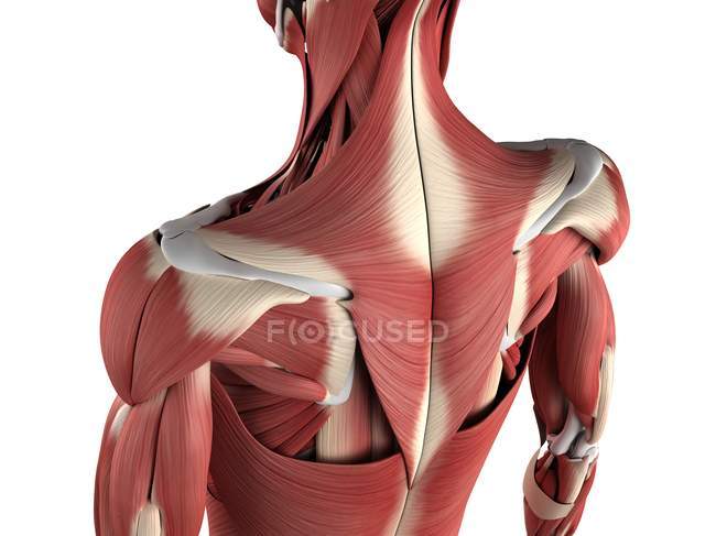 Grandes grupos musculares nas costas — Fotografia de Stock