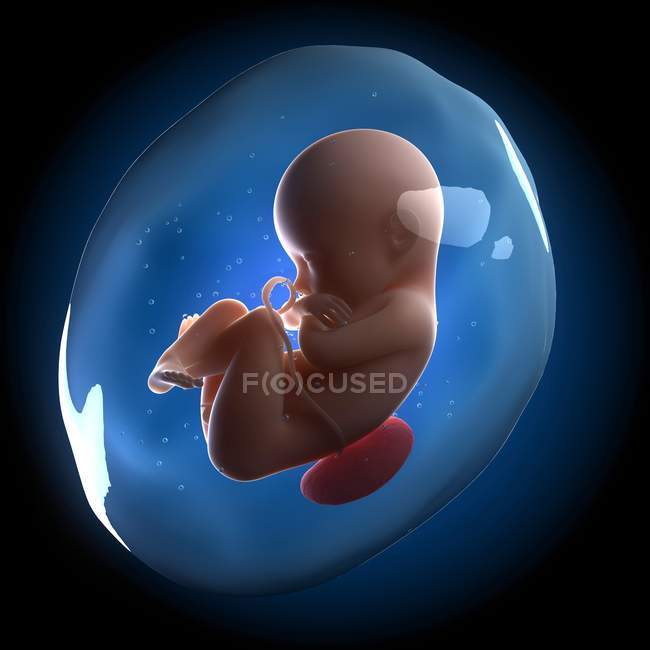 Vista del feto en el útero - foto de stock