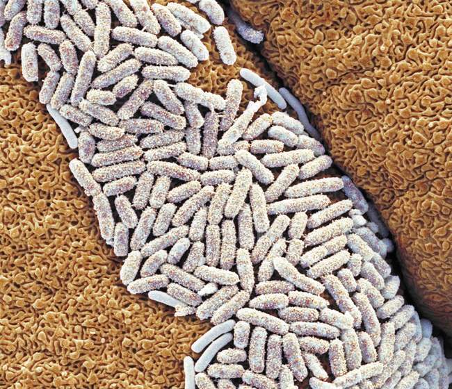 Bactéries Escherichia coli sur la langue gecko — Photo de stock