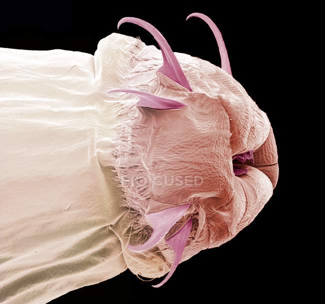 Anatomie de la tête des larves de mouche — Photo de stock