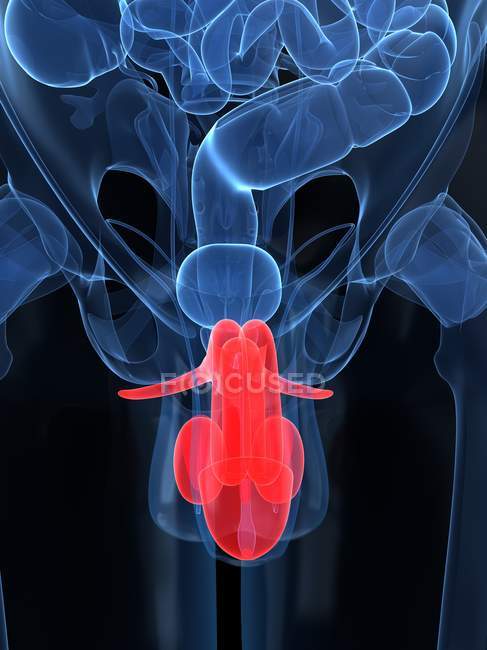 Male reproductive system — Stock Photo