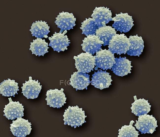 Spore di fungo del puffball — Foto stock
