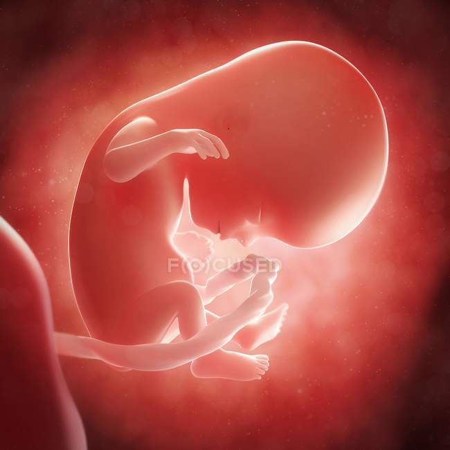 Vista del feto a las 14 semanas - foto de stock